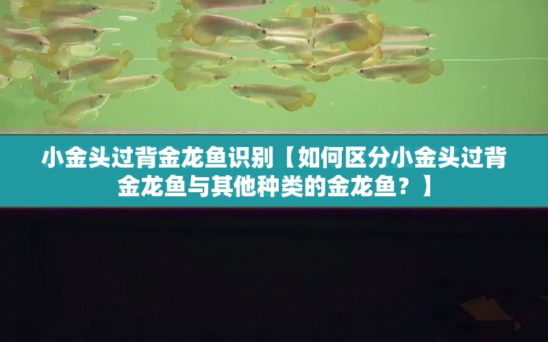 小金頭過背金龍魚識(shí)別【如何區(qū)分小金頭過背金龍魚與其他種類的金龍魚？】 水族問答 第1張