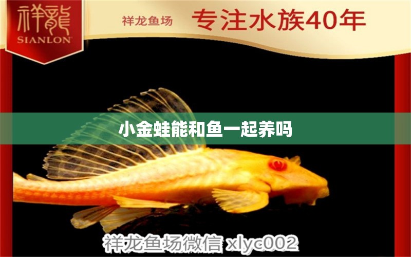 小金蛙能和魚(yú)一起養(yǎng)嗎 高背金龍魚(yú) 第2張