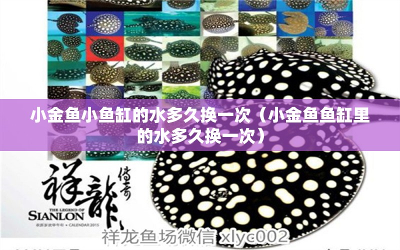 小金魚小魚缸的水多久換一次（小金魚魚缸里的水多久換一次） 金頭過背金龍魚