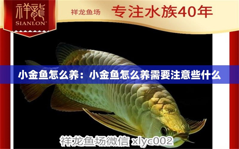 小金魚怎么養(yǎng)：小金魚怎么養(yǎng)需要注意些什么