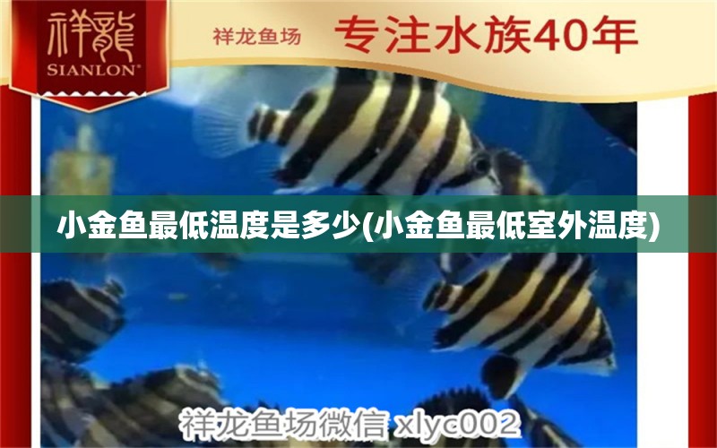 小金魚最低溫度是多少(小金魚最低室外溫度) 泰國虎魚（泰虎）