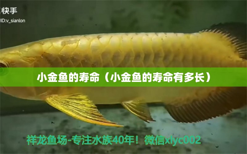 小金魚的壽命（小金魚的壽命有多長） 胭脂孔雀龍魚