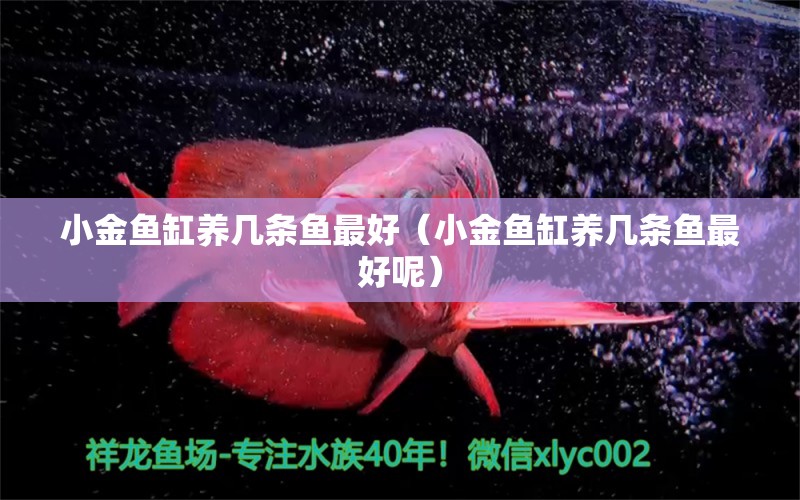 小金魚缸養(yǎng)幾條魚最好（小金魚缸養(yǎng)幾條魚最好呢）