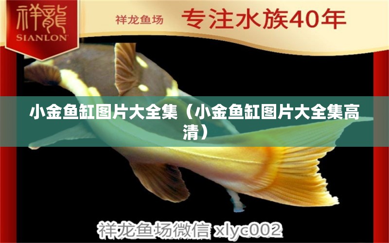 小金魚缸圖片大全集（小金魚缸圖片大全集高清）