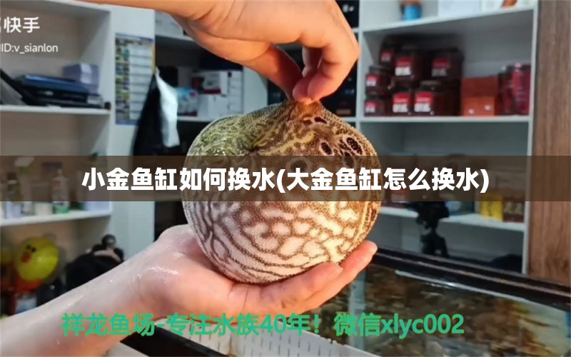 小金魚缸如何換水(大金魚缸怎么換水) 黃金斑馬魚