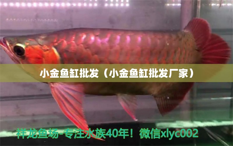 小金魚缸批發(fā)（小金魚缸批發(fā)廠家） 其他品牌魚缸