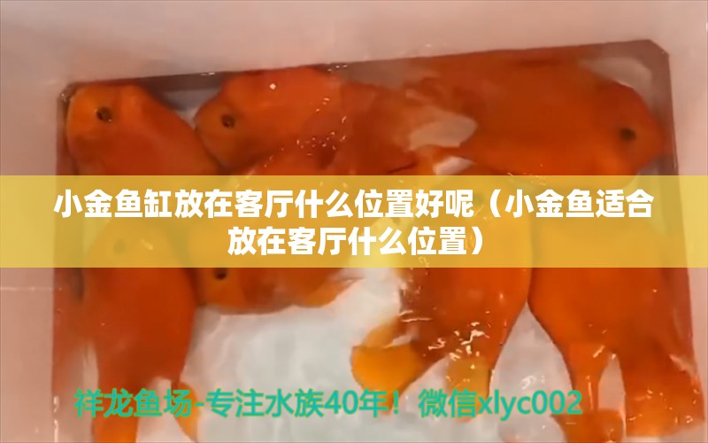 小金魚缸放在客廳什么位置好呢（小金魚適合放在客廳什么位置） 觀賞魚批發(fā)