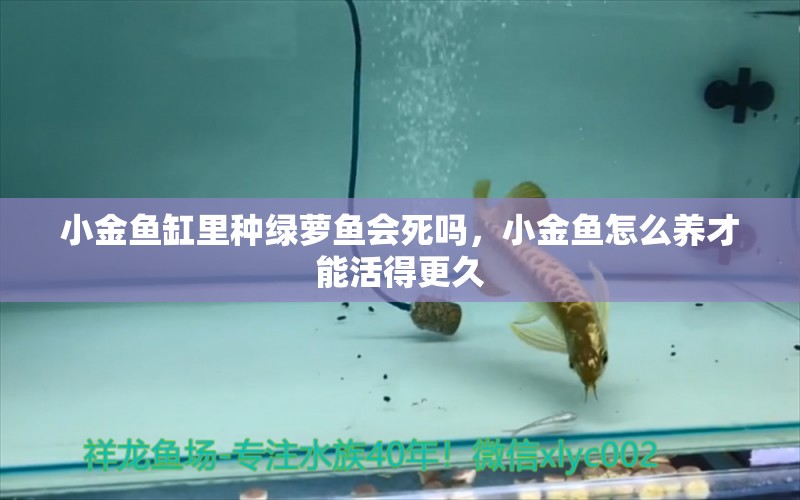 小金魚缸里種綠蘿魚會死嗎，小金魚怎么養(yǎng)才能活得更久 養(yǎng)魚知識