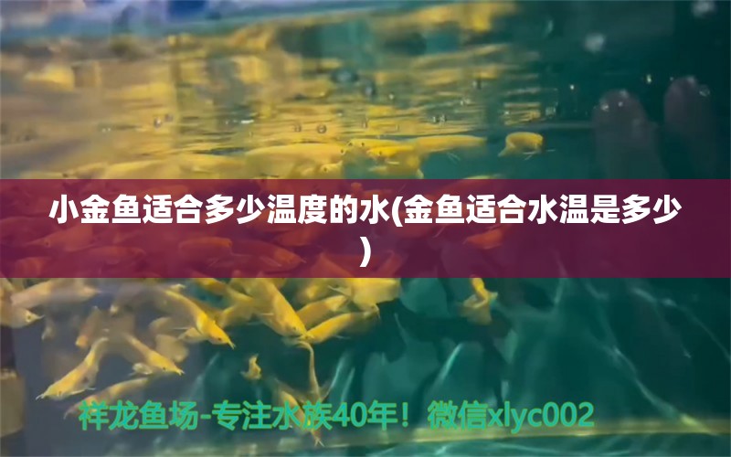 小金魚適合多少溫度的水(金魚適合水溫是多少) 翡翠鳳凰魚