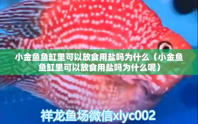 小金魚魚缸里可以放食用鹽嗎為什么（小金魚魚缸里可以放食用鹽嗎為什么呢）