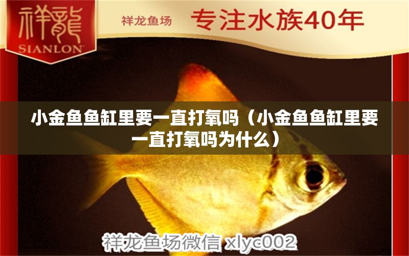 小金魚魚缸里要一直打氧嗎（小金魚魚缸里要一直打氧嗎為什么）