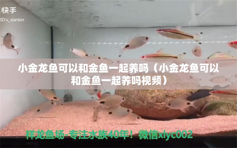 小金龍魚可以和金魚一起養(yǎng)嗎（小金龍魚可以和金魚一起養(yǎng)嗎視頻） 招財(cái)戰(zhàn)船魚