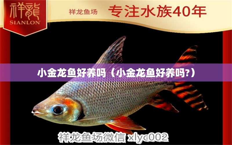 小金龍魚好養(yǎng)嗎（小金龍魚好養(yǎng)嗎?） 印尼虎苗