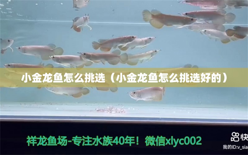 小金龍魚怎么挑選（小金龍魚怎么挑選好的） 廣州龍魚批發(fā)市場