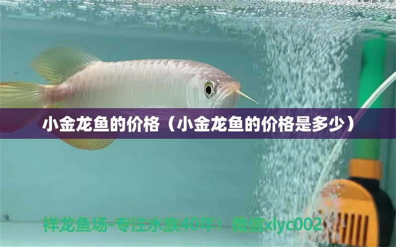 小金龍魚(yú)的價(jià)格（小金龍魚(yú)的價(jià)格是多少） 祥龍水族醫(yī)院