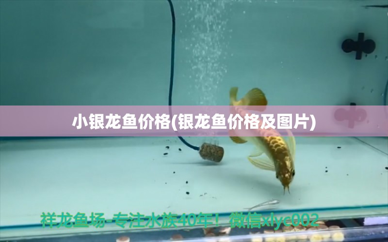 小銀龍魚價格(銀龍魚價格及圖片)