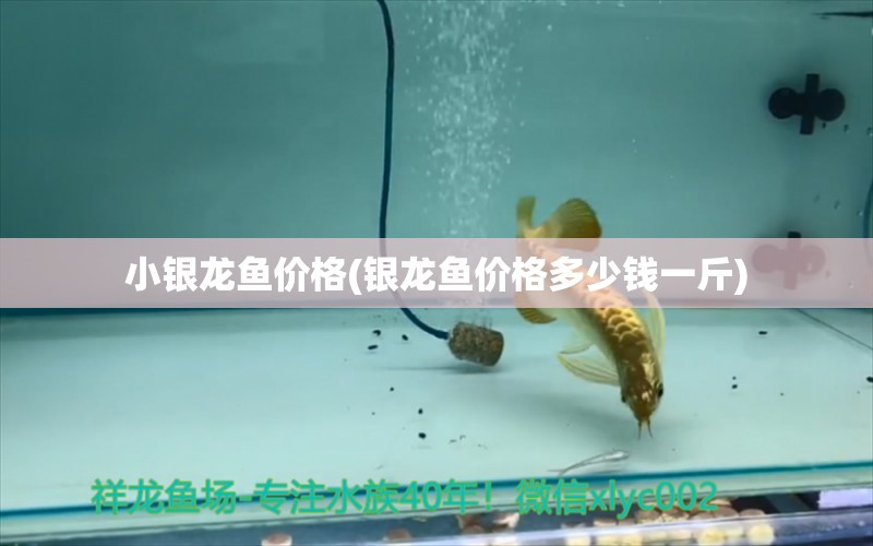 小銀龍魚價格(銀龍魚價格多少錢一斤)