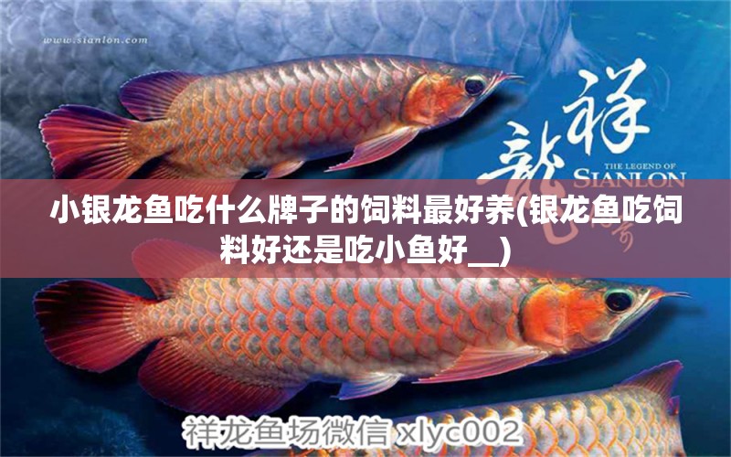 小銀龍魚吃什么牌子的飼料最好養(yǎng)(銀龍魚吃飼料好還是吃小魚好__) 銀龍魚