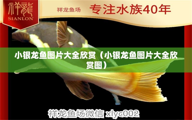 小銀龍魚(yú)圖片大全欣賞（小銀龍魚(yú)圖片大全欣賞圖）