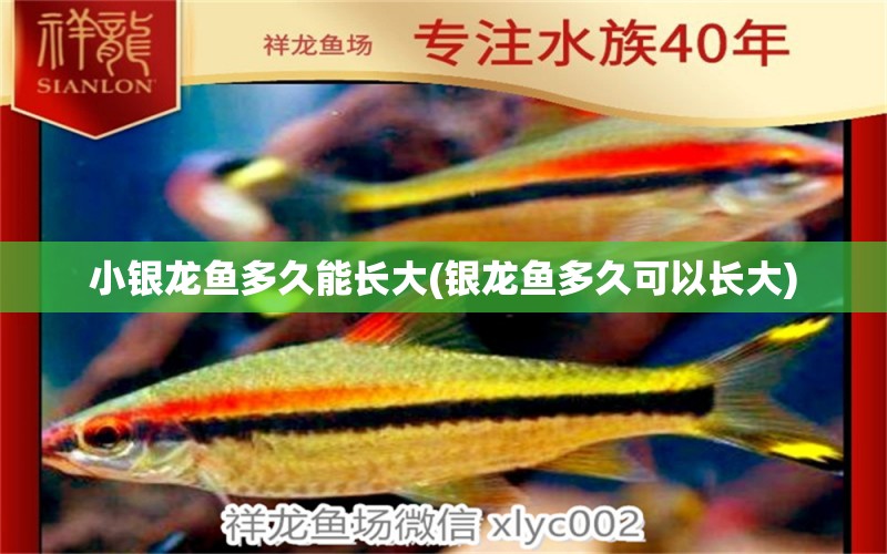 小銀龍魚(yú)多久能長(zhǎng)大(銀龍魚(yú)多久可以長(zhǎng)大) 銀龍魚(yú)