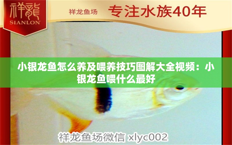 小銀龍魚怎么養(yǎng)及喂養(yǎng)技巧圖解大全視頻：小銀龍魚喂什么最好