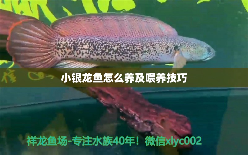 小銀龍魚怎么養(yǎng)及喂養(yǎng)技巧