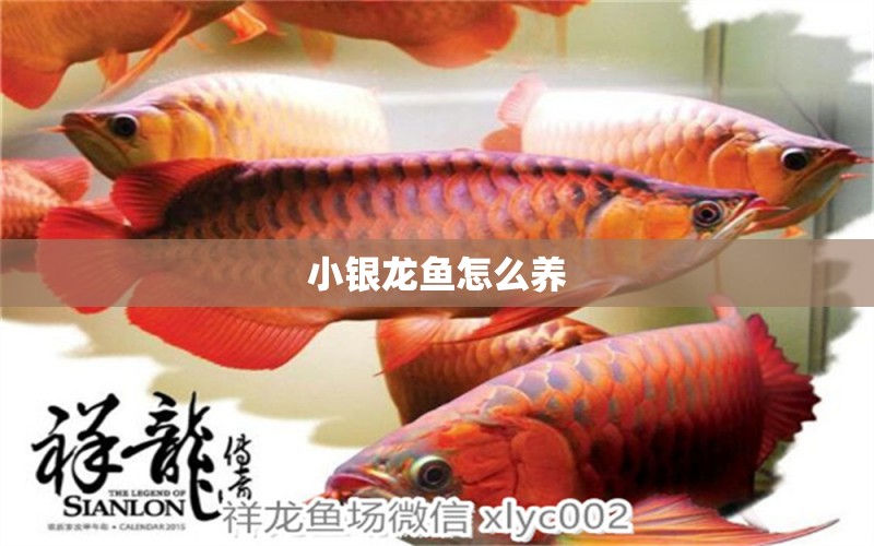 小銀龍魚(yú)怎么養(yǎng)