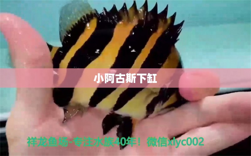 小阿古斯下缸 觀賞龜/鱉飼料