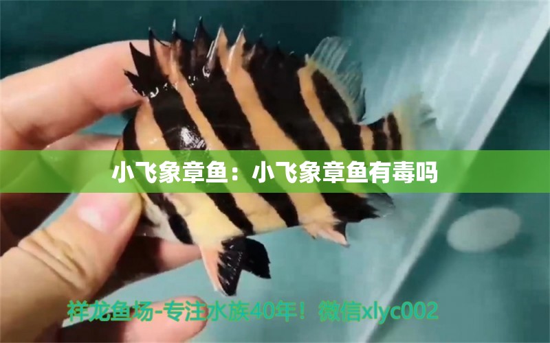 小飛象章魚：小飛象章魚有毒嗎