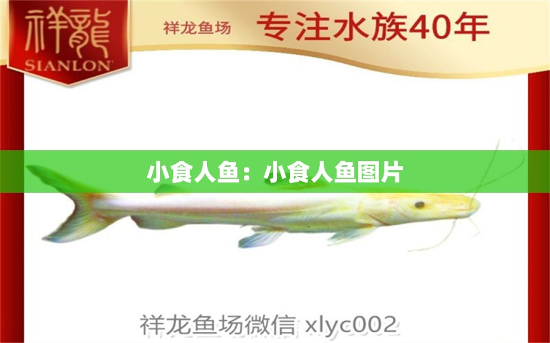 小食人魚：小食人魚圖片