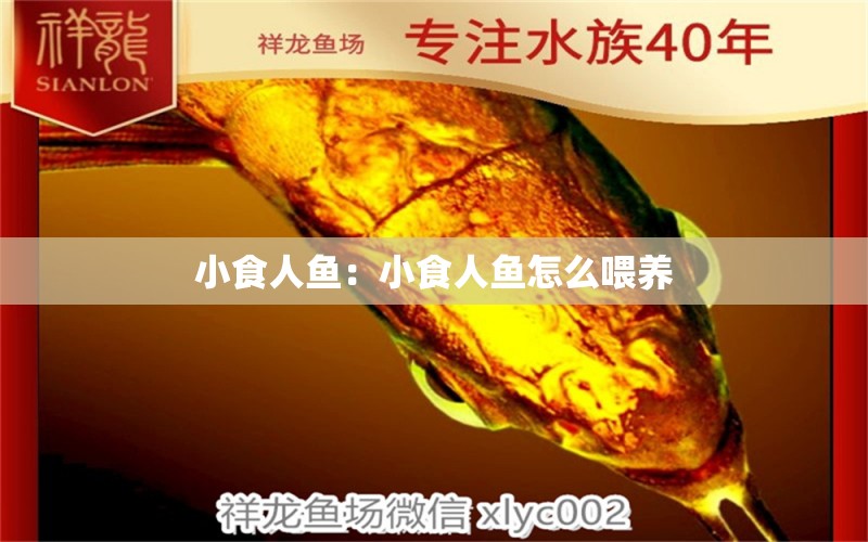 小食人魚(yú)：小食人魚(yú)怎么喂養(yǎng) 食人魚(yú)（水虎）