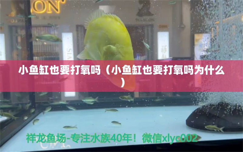 小魚缸也要打氧嗎（小魚缸也要打氧嗎為什么）