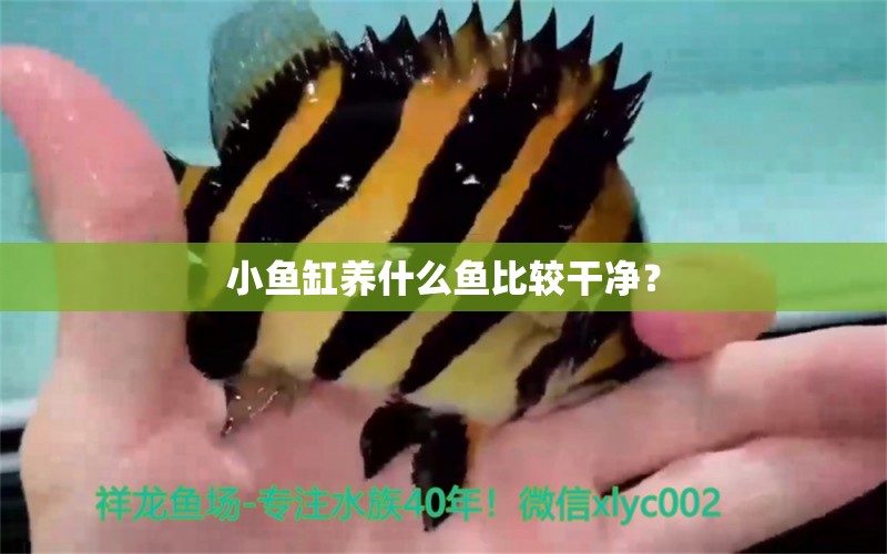 小魚缸養(yǎng)什么魚比較干凈？