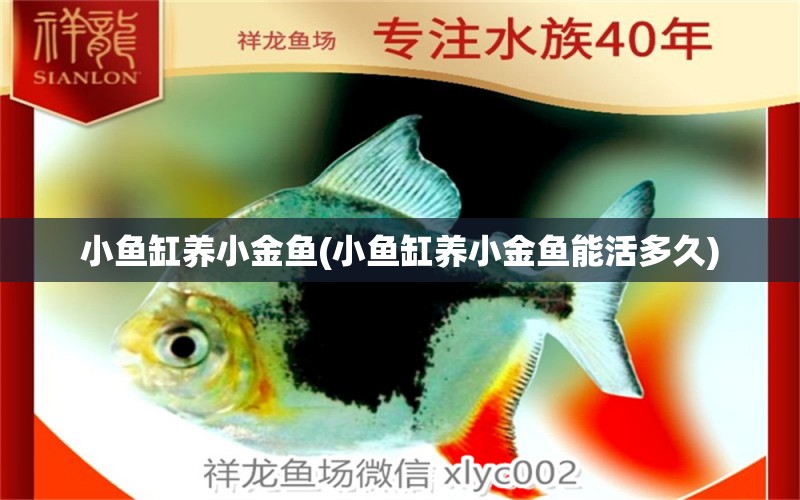 小魚缸養(yǎng)小金魚(小魚缸養(yǎng)小金魚能活多久) 白子銀版魚