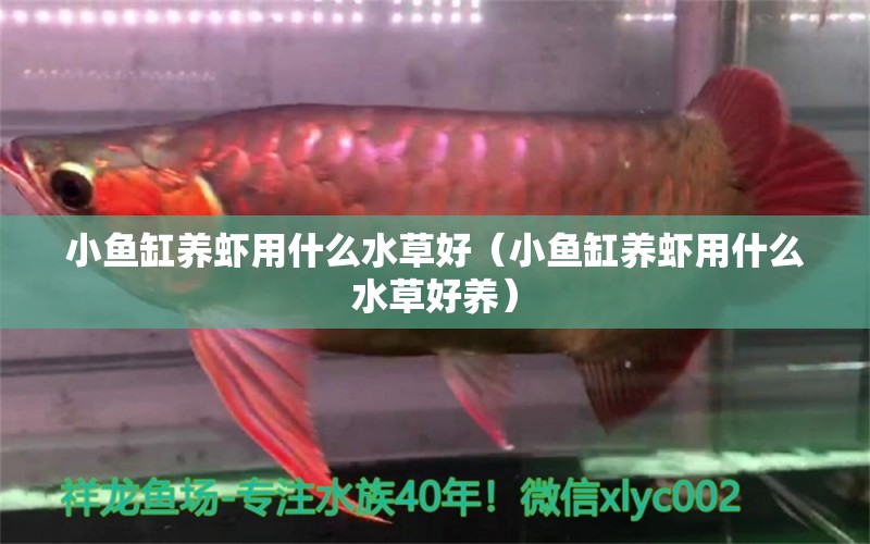 小魚缸養(yǎng)蝦用什么水草好（小魚缸養(yǎng)蝦用什么水草好養(yǎng)） 水草