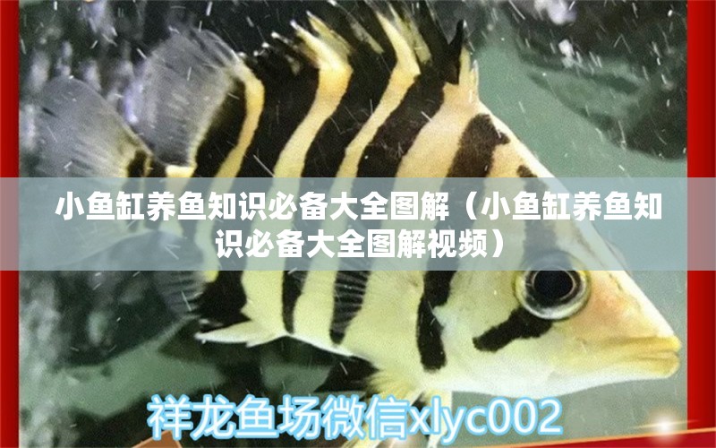 小魚(yú)缸養(yǎng)魚(yú)知識(shí)必備大全圖解（小魚(yú)缸養(yǎng)魚(yú)知識(shí)必備大全圖解視頻）