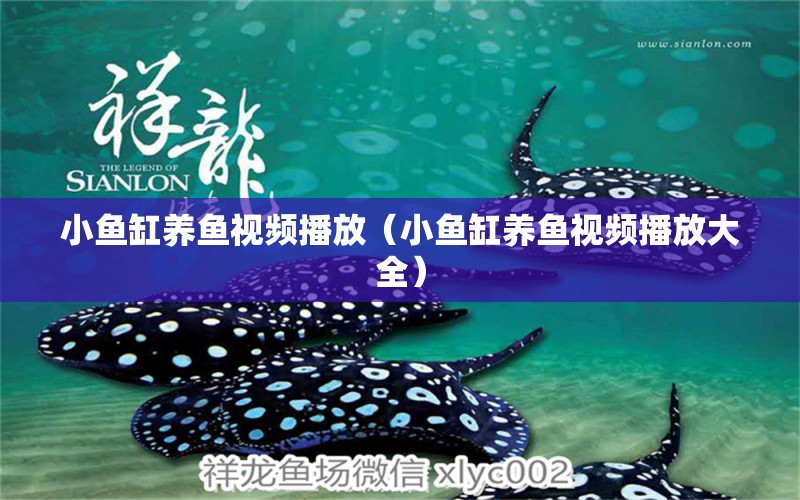 小魚缸養(yǎng)魚視頻播放（小魚缸養(yǎng)魚視頻播放大全） 其他品牌魚缸