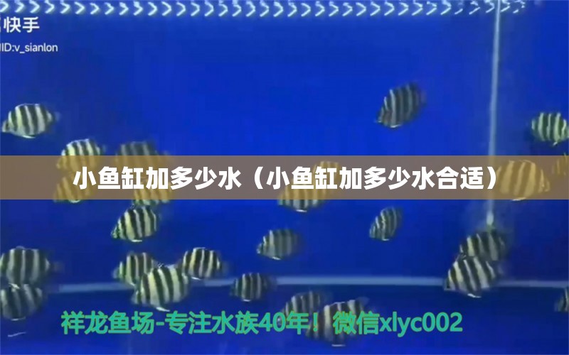 小魚缸加多少水（小魚缸加多少水合適） 其他品牌魚缸