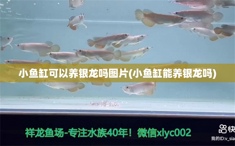 小魚缸可以養(yǎng)銀龍嗎圖片(小魚缸能養(yǎng)銀龍嗎) 廣州祥龍國際水族貿(mào)易