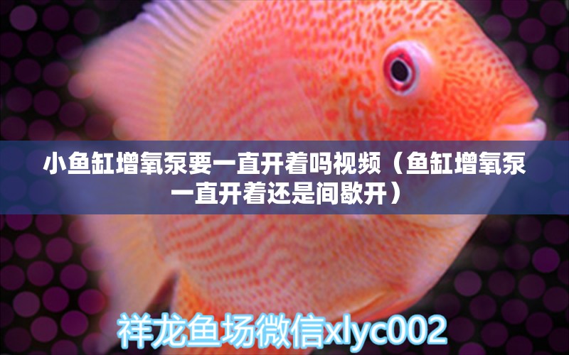 小魚缸增氧泵要一直開著嗎視頻（魚缸增氧泵一直開著還是間歇開）