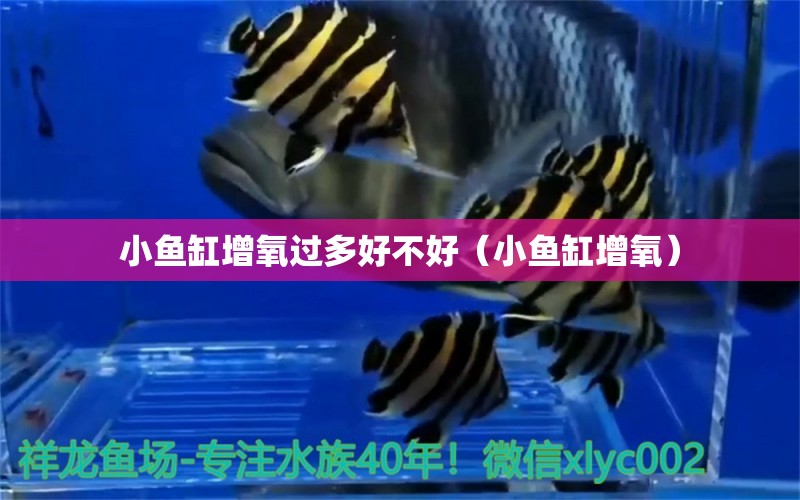 小魚缸增氧過多好不好（小魚缸增氧） 觀賞魚市場（混養(yǎng)魚）