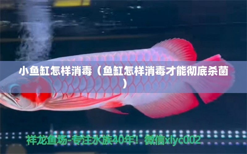 小魚(yú)缸怎樣消毒（魚(yú)缸怎樣消毒才能徹底殺菌） 祥禾Super Red紅龍魚(yú)