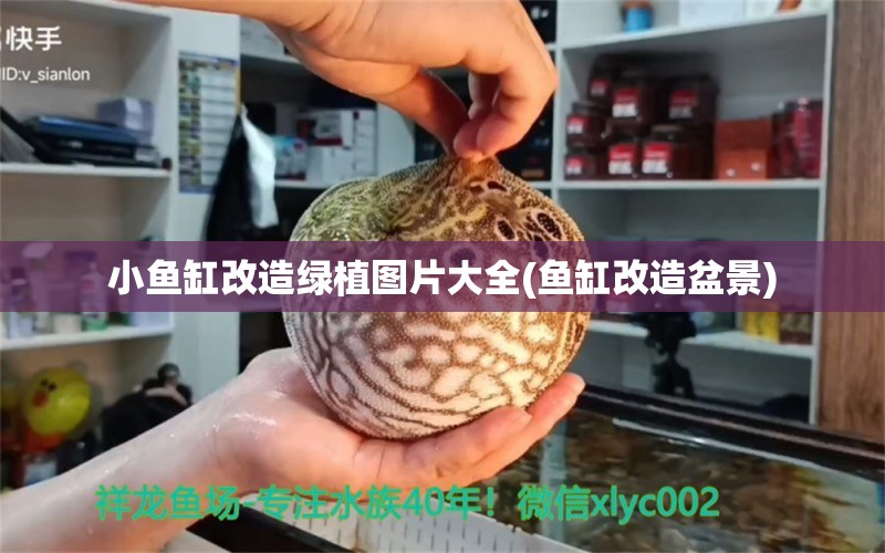 小魚缸改造綠植圖片大全(魚缸改造盆景) 銀龍魚苗