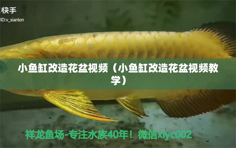 小魚缸改造花盆視頻（小魚缸改造花盆視頻教學(xué)） 印尼大湖漁場產(chǎn)業(yè)聯(lián)盟