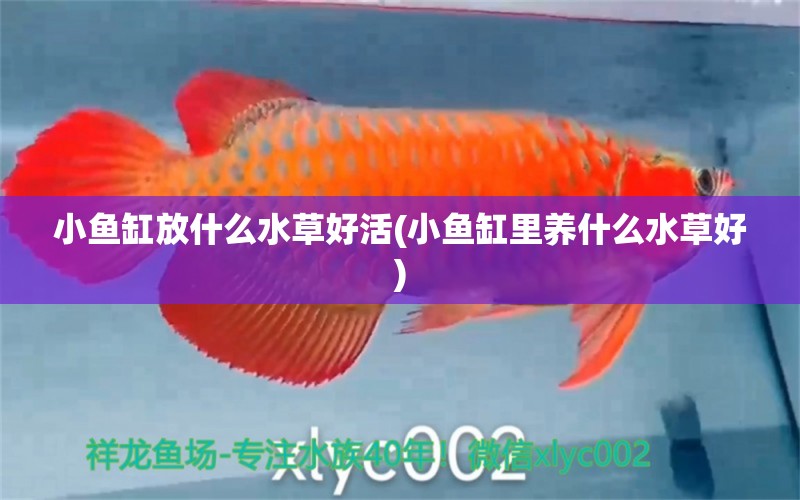 小魚缸放什么水草好活(小魚缸里養(yǎng)什么水草好) 水草