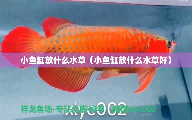 小魚缸放什么水草（小魚缸放什么水草好） 水草