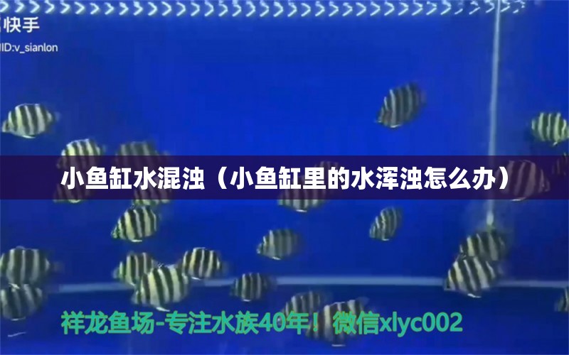 小魚缸水混濁（小魚缸里的水渾濁怎么辦）