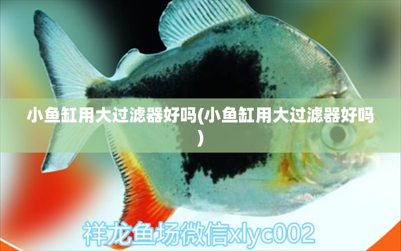 小魚缸用大過濾器好嗎(小魚缸用大過濾器好嗎) 祥龍水族護(hù)理水