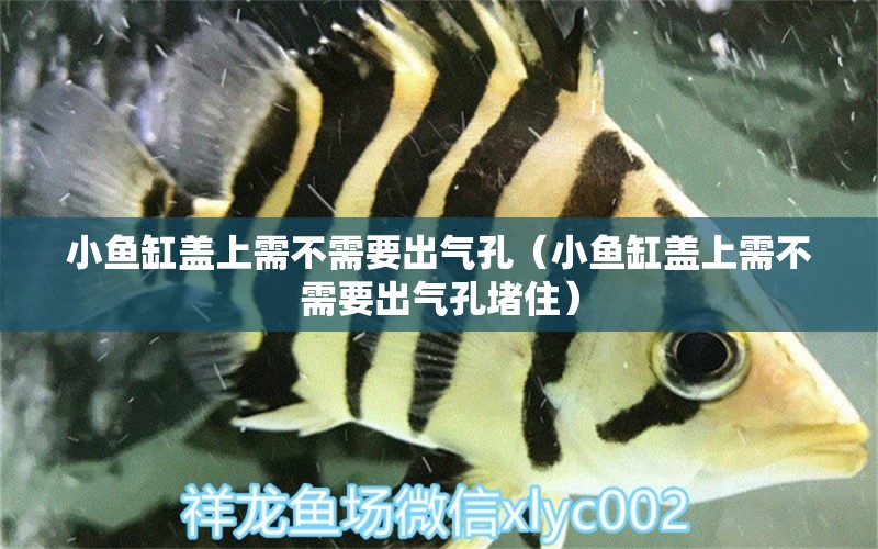 小魚缸蓋上需不需要出氣孔（小魚缸蓋上需不需要出氣孔堵?。?龍魚麻藥（祥龍Nika）