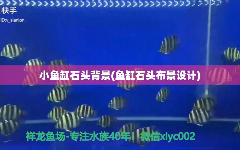 小魚缸石頭背景(魚缸石頭布景設(shè)計(jì)) 魚缸/水族箱